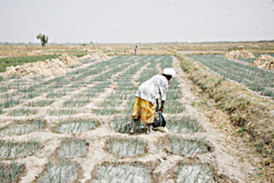 Autonomisation économique et réduction de la pauvreté de la femme rurale : Le ministère de la promotion de la femme lance le Projet Karité