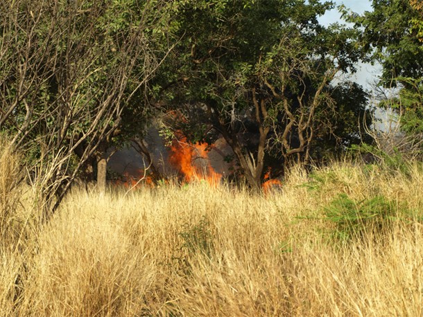 Région de Gao : Les feux de brousse ravagent les prairies et pâturages dans la steppe du Gourma depuis le samedi dernier