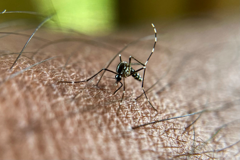 « La Dengue », une nouvelle épidémie aux portes du Mali