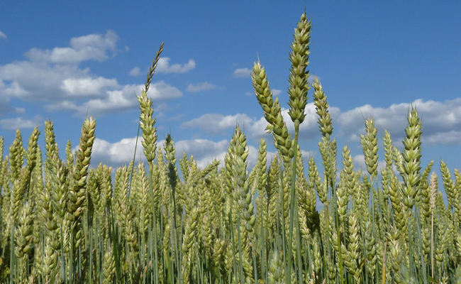La Russie et l’Ukraine mettent la France sous pression dans le secteur du blé