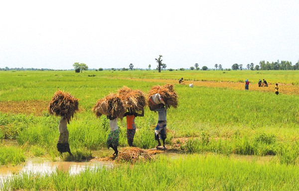Office Du Niger : vers la production record de 915 tonnes de riz paddy !