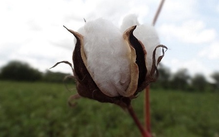 Affaire des 9,938 milliards alloués aux cotonculteurs : Aucune somme n’a été mise à la disposition de la Cmdt