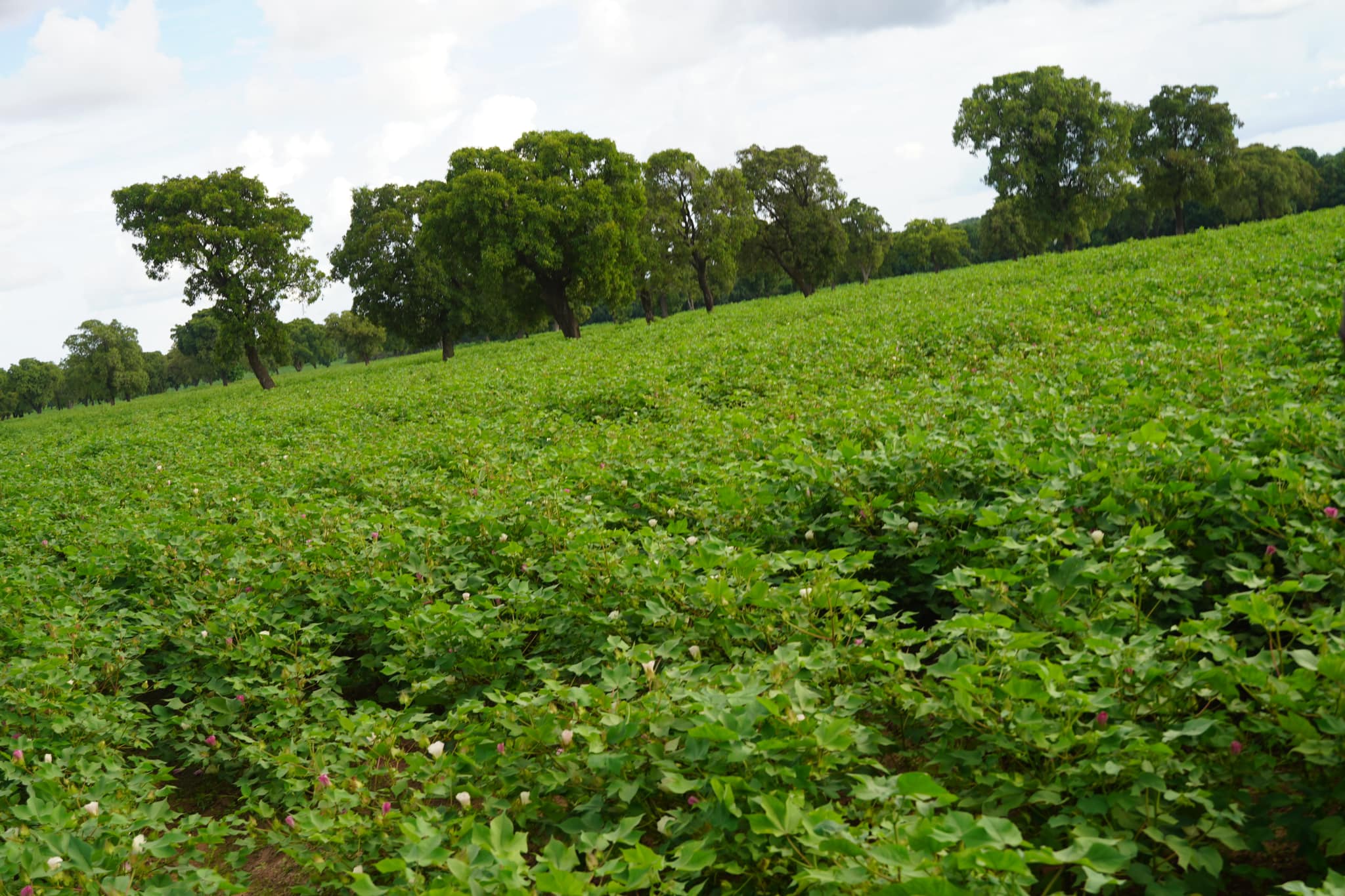Affaire des 9,938 milliards alloués aux cotonculteurs : Aucune somme n’a été mise à la disposition de la CMDT