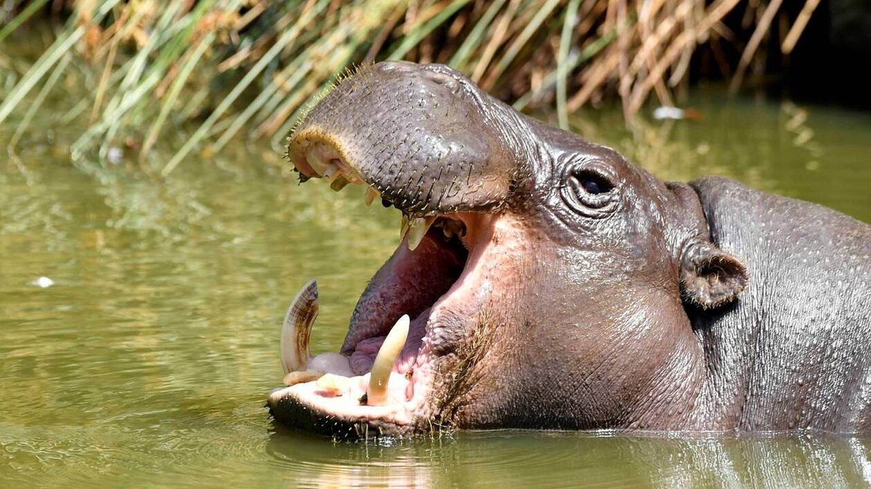 L’hippopotame, un décimât silencieux met l’espèce en danger d’extinction