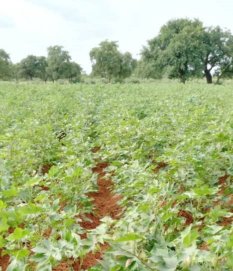 Production coton à Mandiakuiy: Les cotonculteurs entendent relever le défi