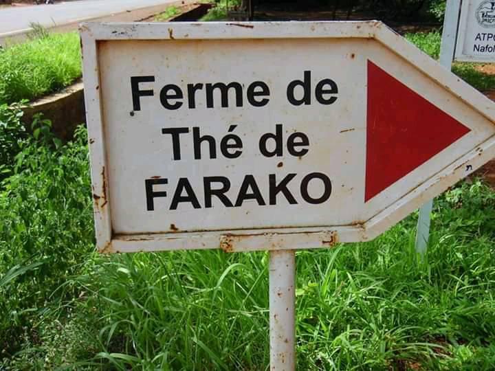 Ferme de thé Farako : Une belle opportunité d’affaires délaissée par l’Etat et les opérateurs économiques maliens