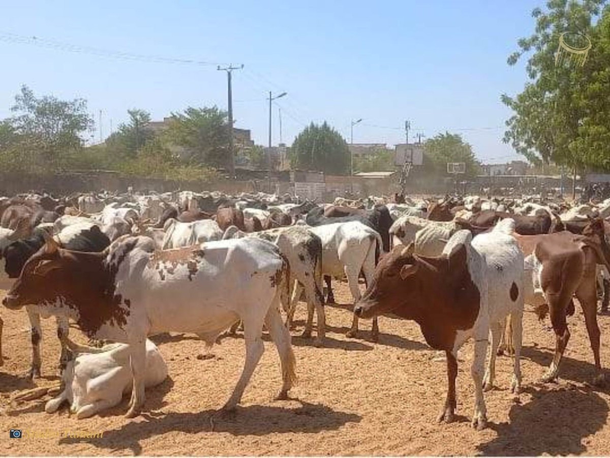 Crise sécuritaire au Mali: Menaces sur l’élevage   
