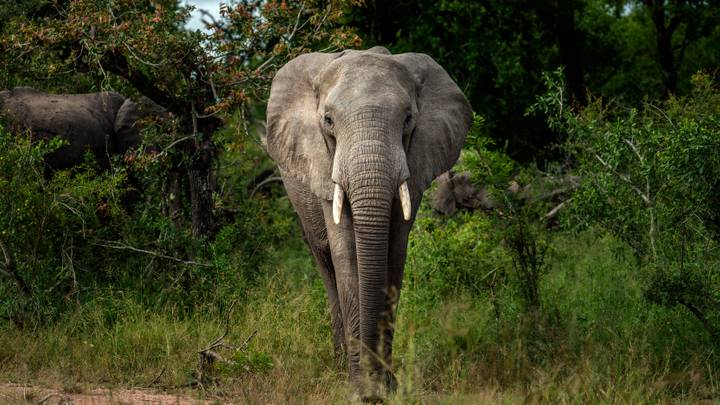 Zimbabwe : au moins 100 éléphants morts par manque d'eau