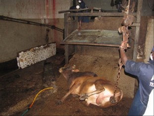 Abattoir régional de Ségou : La santé publique en danger