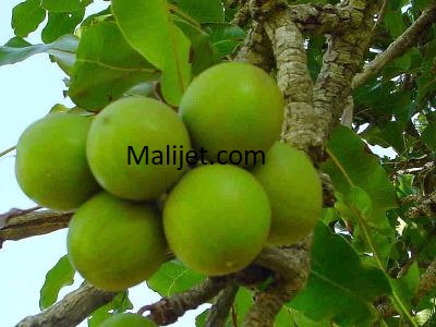 Conférence nationale sur le karité : Un nouveau pari pour le développement de la filière karité