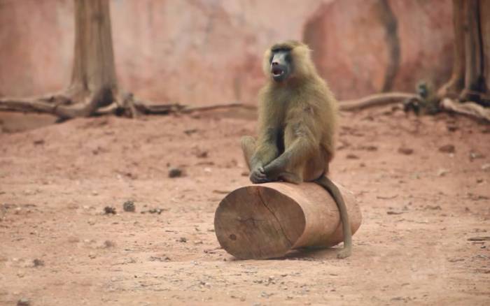 Tiens donc, le salafiste Hassan Kettani sort de sa tanière pour nous livrer ses illuminations à deux sous !