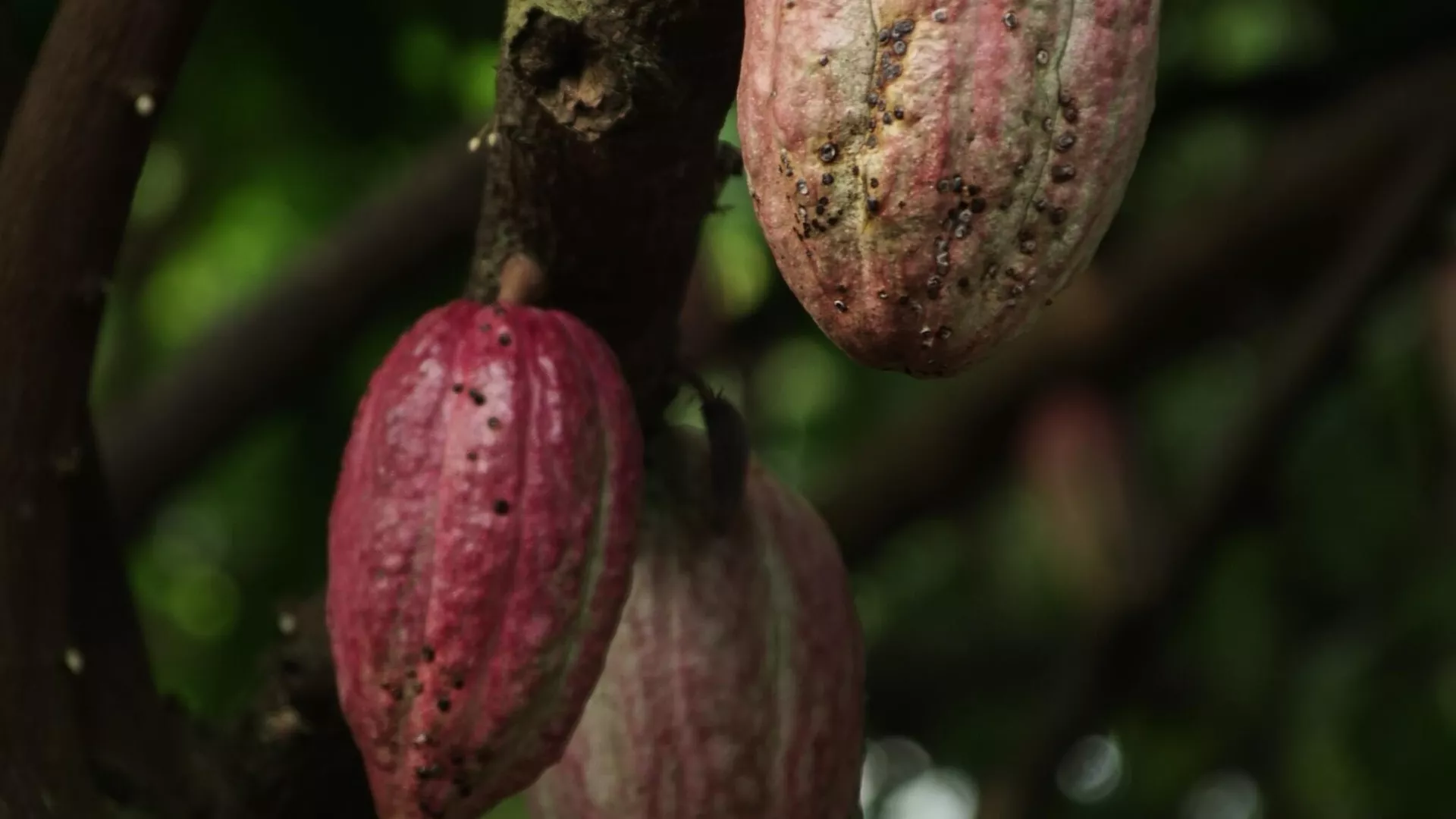 La production mondiale de cacao devrait diminuer de 11% durant la campagne 2023-2024
