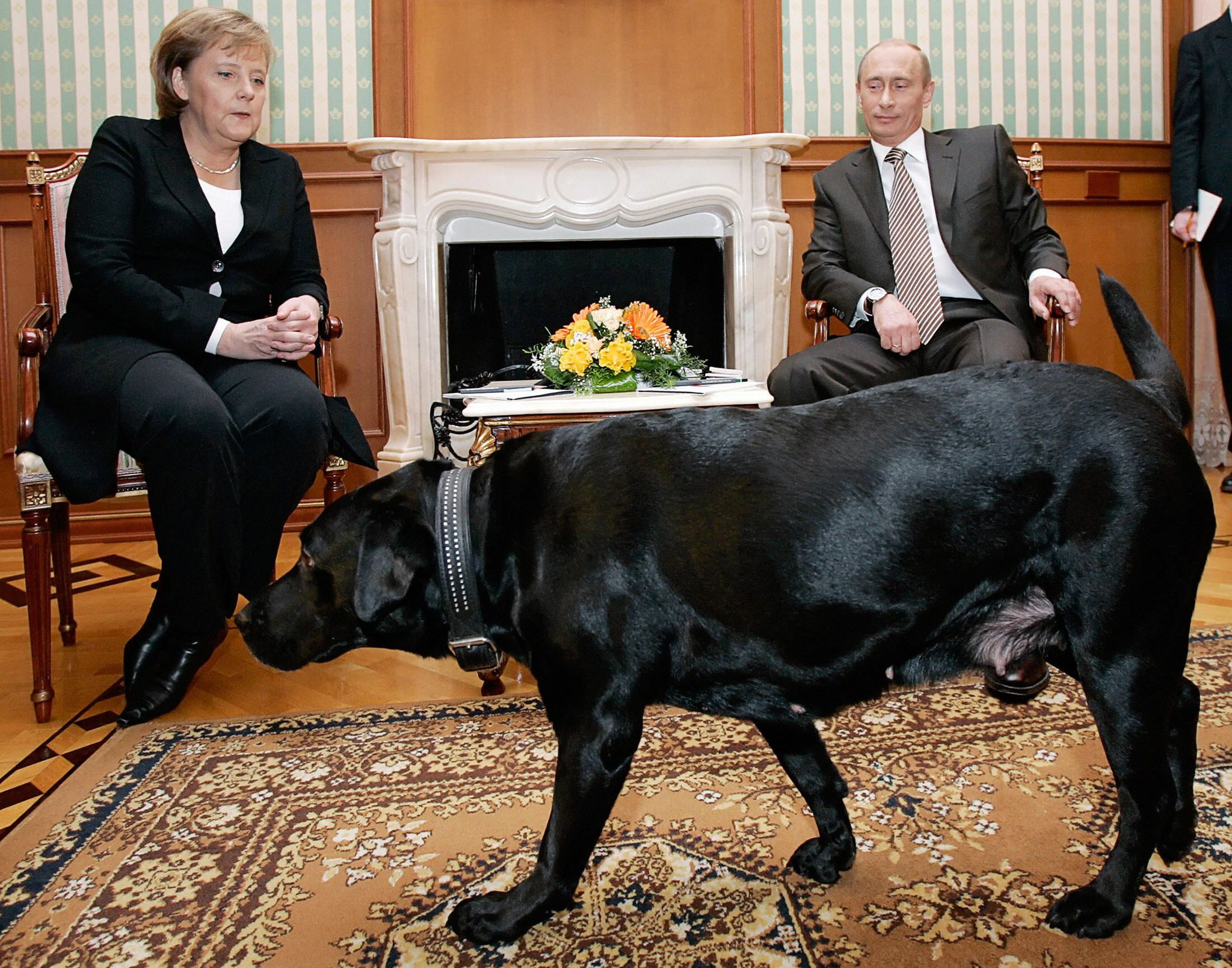 Lors d'une rencontre en janvier 2007 avec Angela Merkel, Poutine a amené son Labrador devant la chancelière allemande, qui a une phobie des chiens.