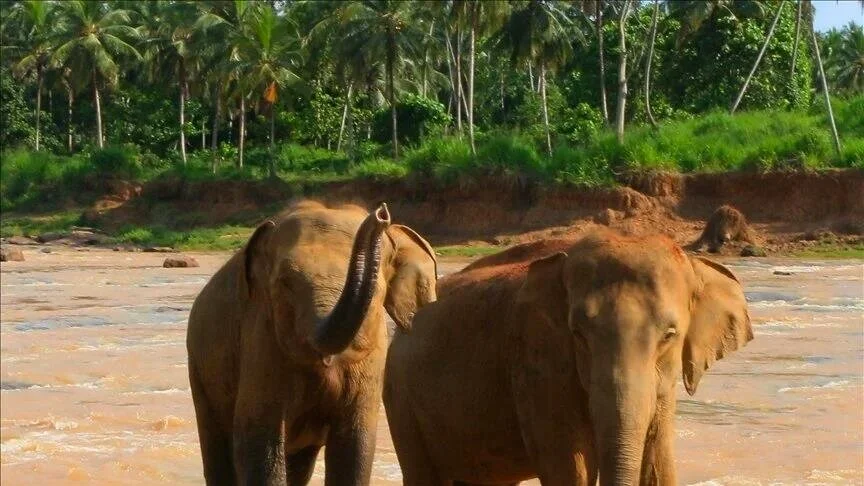 Le président du Botswana menace l'Allemagne de lui envoyer jusqu'à 20.000 éléphants