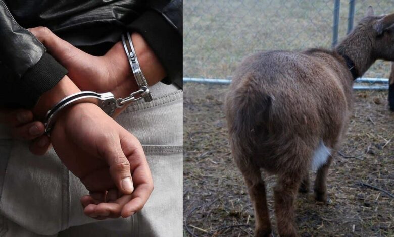 Ghana : un homme surpris en train de coucher avec une chèvre enceinte
