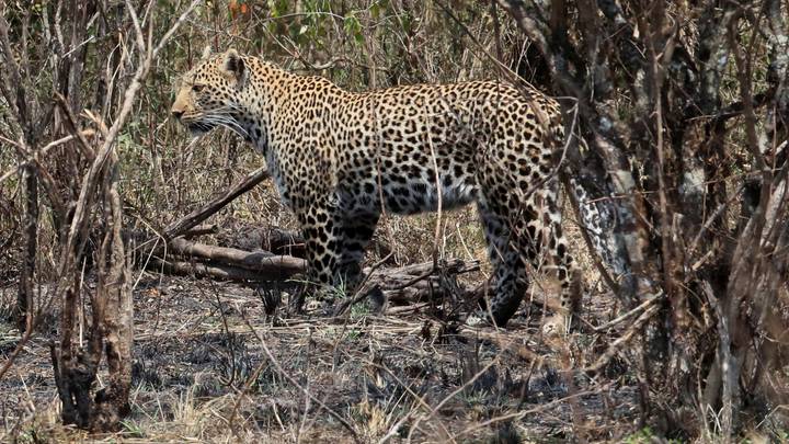 Une mère sauve un enfant de 2 ans des griffes d'un léopard en Zambie