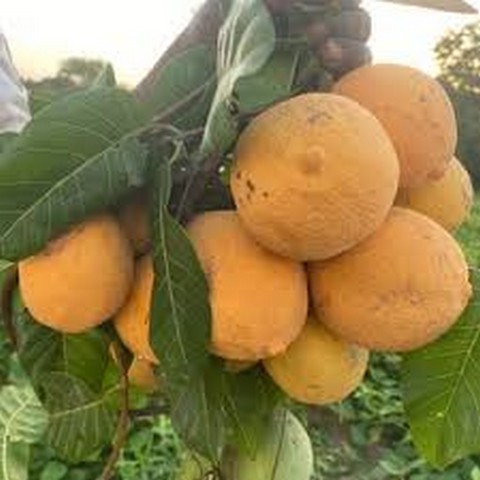 Zaniena : Le commerce du “zaban” procure des revenus aux populations