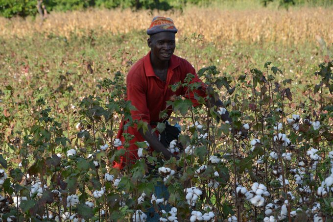 Coton : Une hausse de 5 F CFA