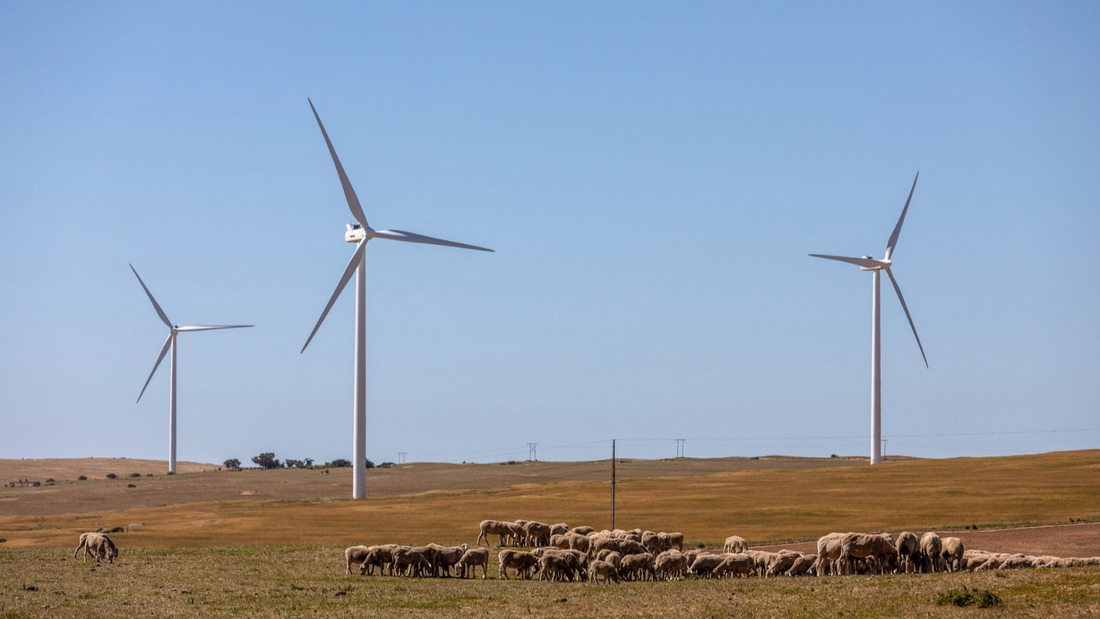 Transition écologique : Quels sont les intérêts de l'Afrique ?