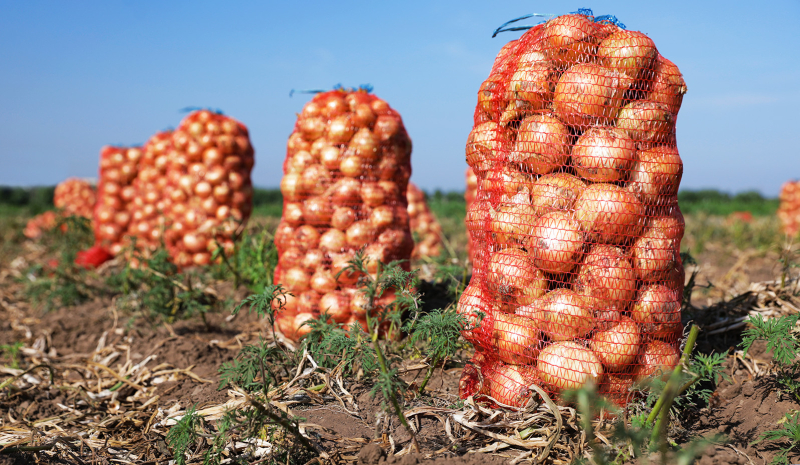 Le sac d’oignons passe de 12 à 30 mille Francs CFA à Malanville au Bénin à cause de la fermeture de la frontière nigérienne