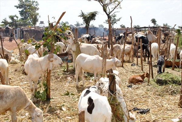 Fête de Tabaski à Bamako: Les prix des moutons font grincer les dents !