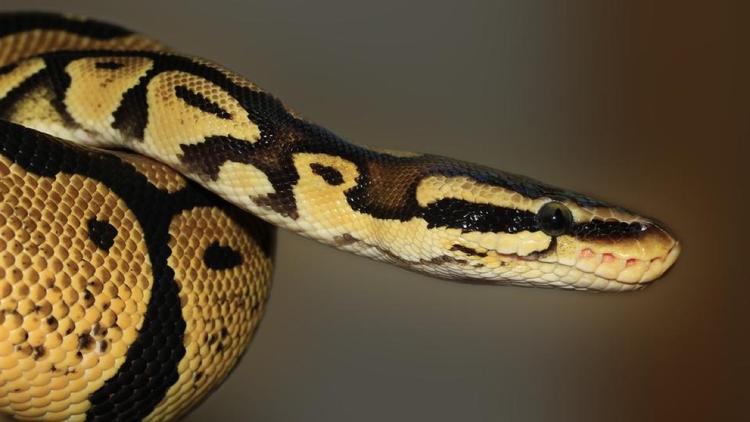 Indonésie : disparue depuis 24 heures, une femme retrouvée dans le ventre d’un python