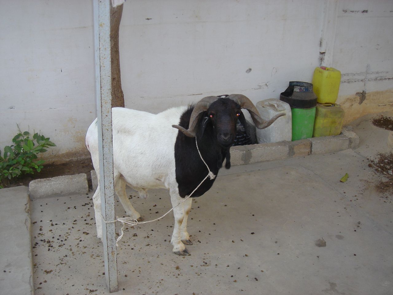 Quel animal abattre le jour de la tabaski? : Les éclairages de l’imam Daouda Sangaré