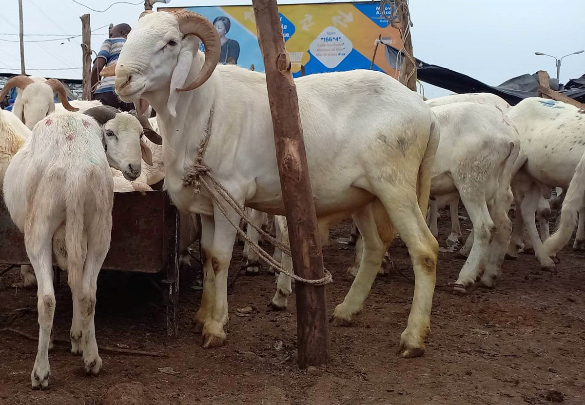 L’AÏD AL-ADHA : Les moutons de toutes les enchères