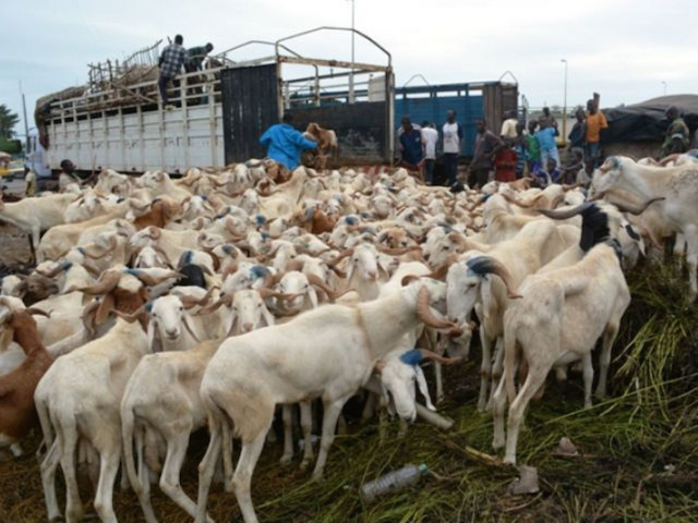 Mystérieux braquage entre Kaniéra et Kati, le 10 juin dernier en plein jour : -Un chargement entier de 213 moutons disparu -Leurs propriétaires encagoulés, molestés et séquestrés pendant 15 jours