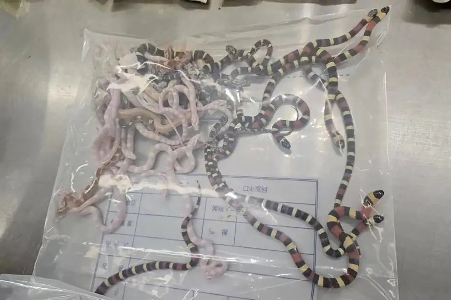 Insolite: Appréhendé avec plus de 100 serpents vivants dans les poches