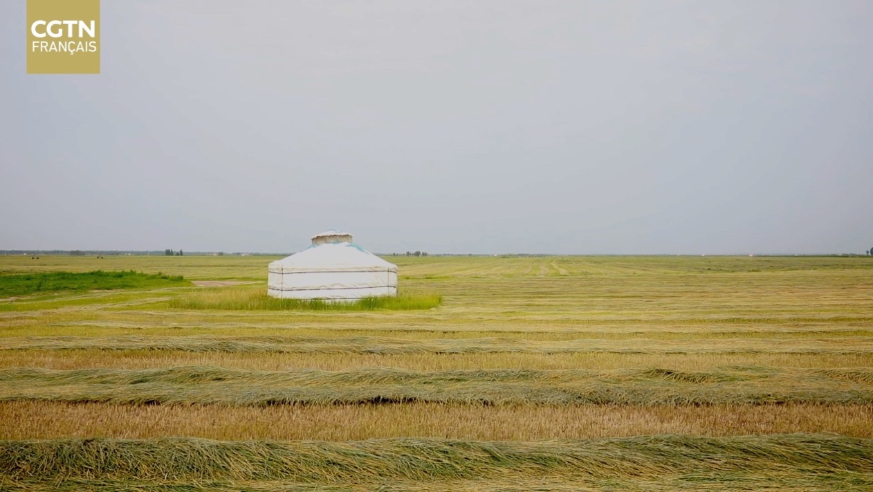 L'herbe à mouton Zhongke : une bénédiction pour la protection de l'environnement et la revitalisation rurale