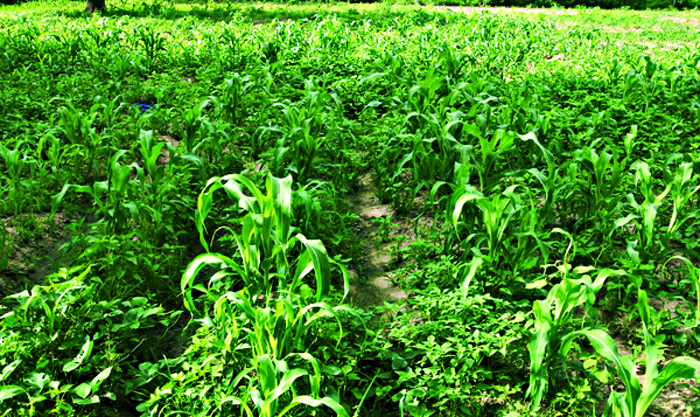 Hivernage : Des assiettes vides de garnitures