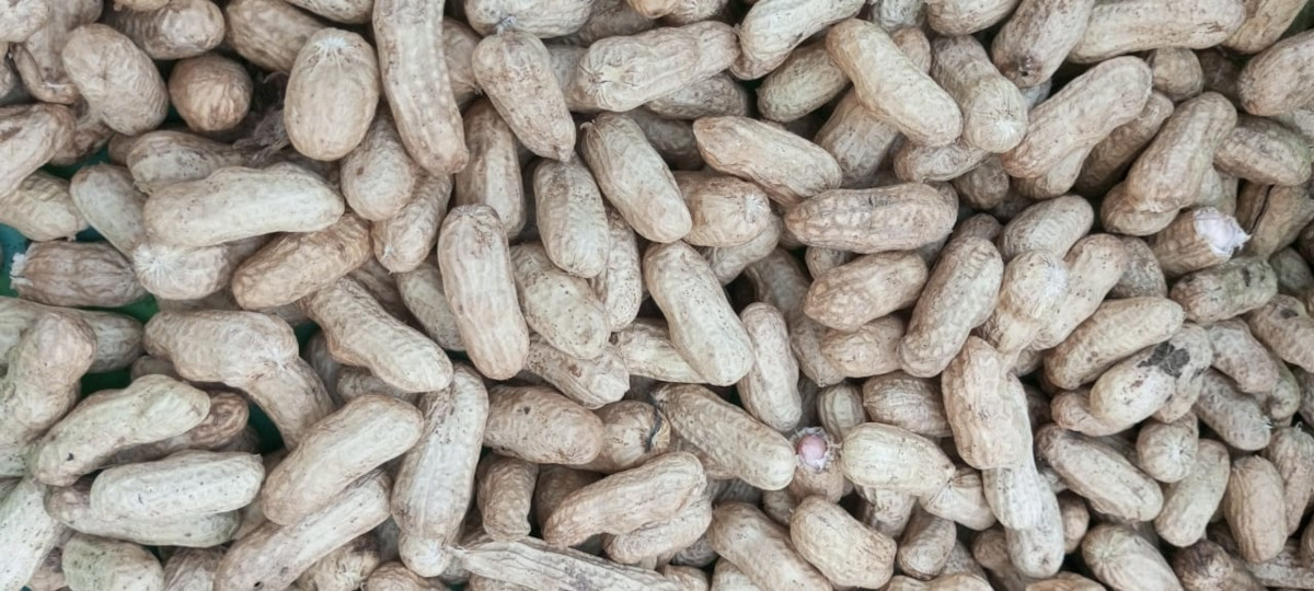 Saison pluvieuse:  L’arachide, le maïs et le ‘’Zaban’’ sont les produits prisés sur le marché 