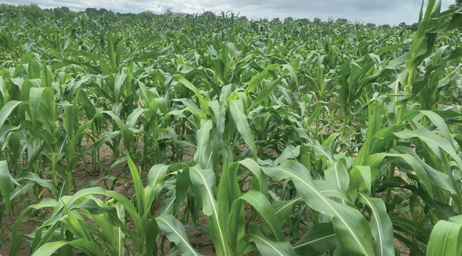 Carnet de voyage : L’hivernage augure de bonnes récoltes, mais…