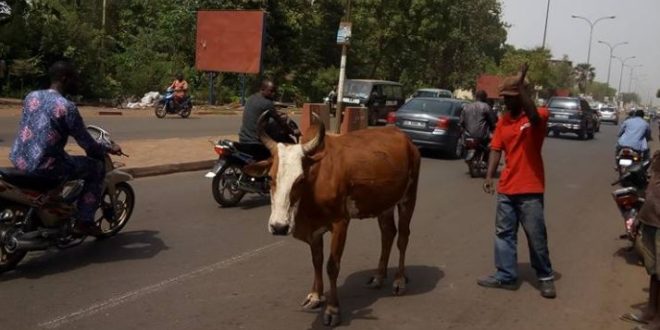 Divagation des animaux à Bamako : Indifférence incompréhensible des forces de sécurité installées à Sébénicoro