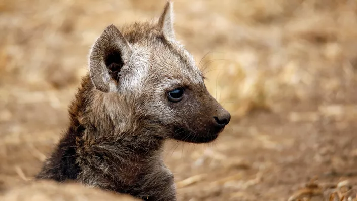 Un enfant de 5 ans tué par une hyène au Kenya