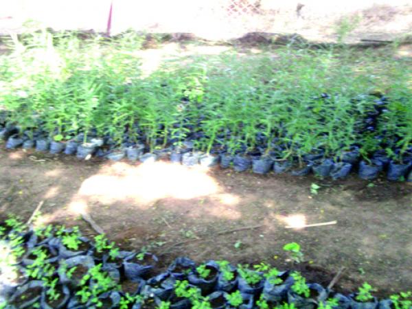 Nioro du Sahel : Le projet présidentiel ‘’Brigade Verte’’ lancé…