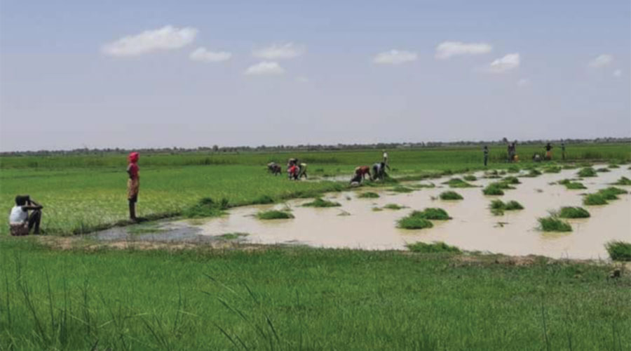Office du Niger : Quand des agents piétinent les paysans et s’approprient leurs parcelles
