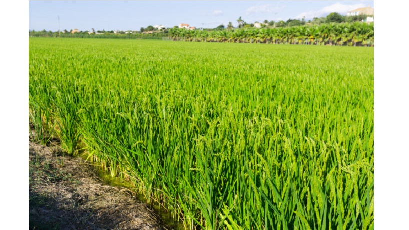 Focus : Niono: les terroristes menacent les récoltes