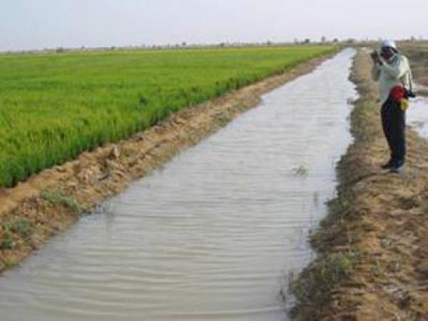 Insécurité dans les zones agricoles de l’Office du Niger : Péril sur la production et les recettes de la redevance-eau ?