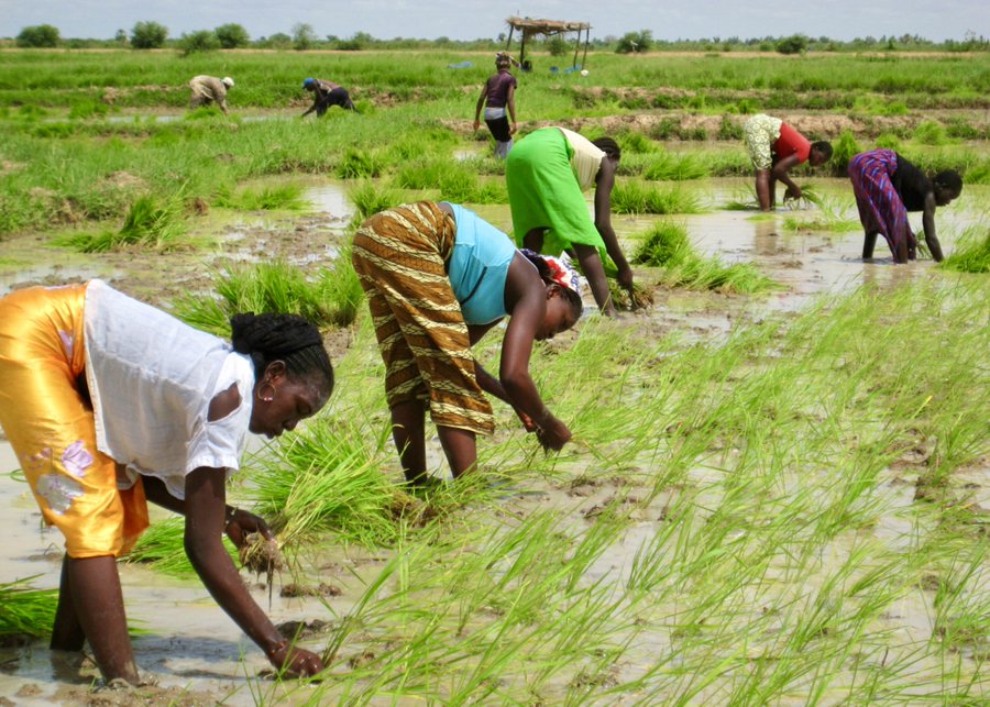 La BAD débloque 99 millions de dollars pour le développement rizicole en Afrique de l'Ouest