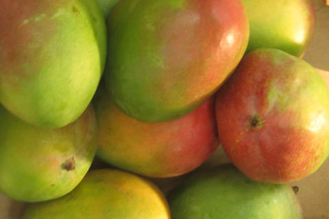 Paradoxe de la filière mangue au Mali : Entre difficultés et résilience