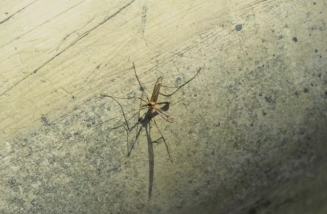 Un couple de Belges décède de la malaria chez lui: “Un moustique entré dans le pays via l'aéroport”