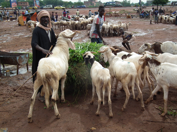 Fête: Des moutons qui tondent !   