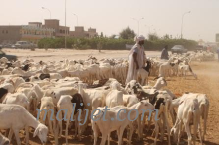 Fête de Tabaski : Quand la crise multiforme impacte sur le prix du mouton