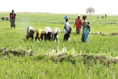 Problème d’accès à l’eau et d’engrais: L’office du Niger donne de l’espoir aux agriculteurs !