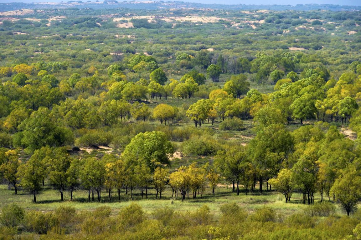 Dans le Ningxia en Chine, une zones humide émerge au beau milieu du désert