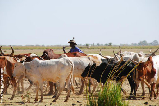 A la découverte de la culture peulh : Les peulhs, une ethnie : quelle origine ?
