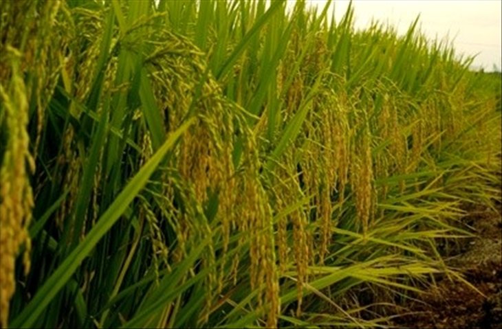 Agriculture: Un secteur moins attractif pour les étudiants Africains