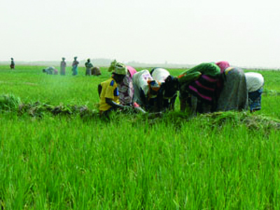 Production de riz : Une belle récolte s’annonce